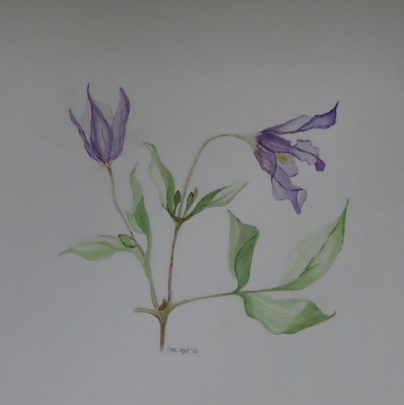 Clematis