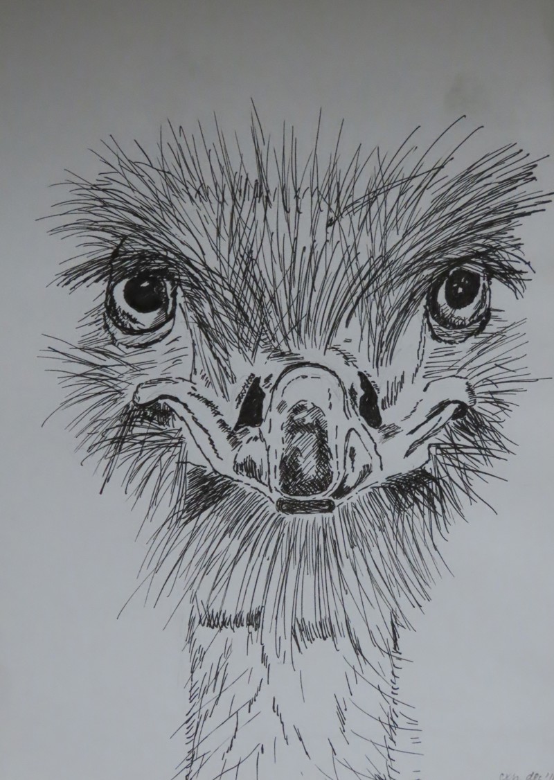 Struisvogel