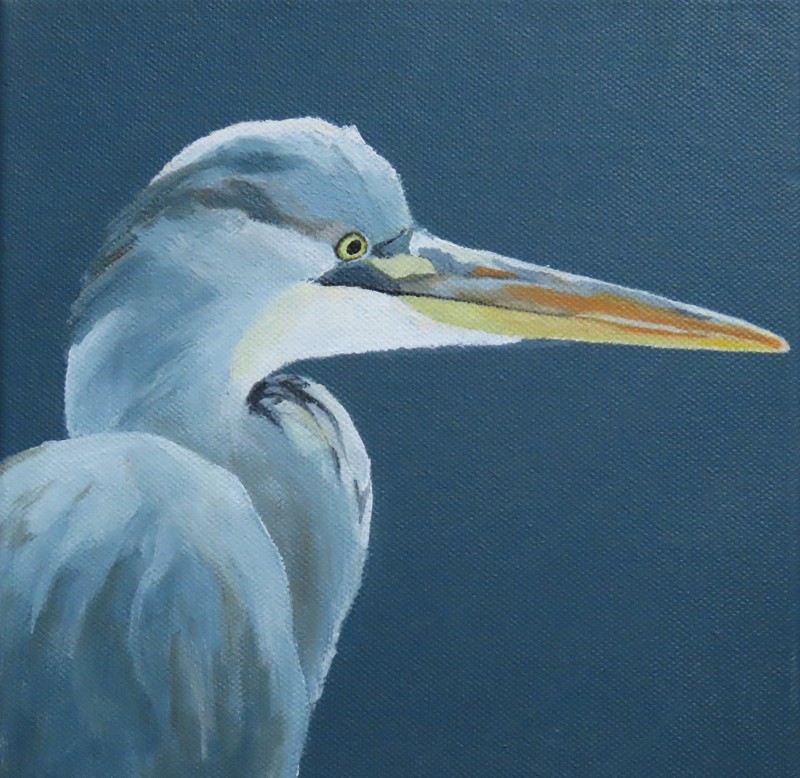 Blauwe reiger